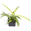 image:imageChlorophytum comosum Spider Plant Growers Choice