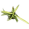 image:imageChlorophytum comosum Spider Plant Growers Choice