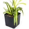 image:imageChlorophytum comosum Spider Plant Growers Choice