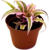 image:imageCryptanthus bivittatus Pink Starlite