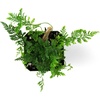 image:imageDavallia tyermanii White Rabbits Foot Fern