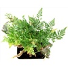 image:imageDavallia tyermanii White Rabbits Foot Fern