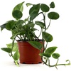 image:imageEpipremnum Aureum Jade Pothos 4 Pot