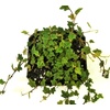 image:imageFicus pumila Quercifolia  String of Frogs