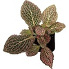 image:imageFittonia verschaffeltii Pink  Nerve Plant