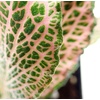 image:imageFittonia verschaffeltii Pink  Nerve Plant