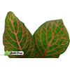 image:imageFittonia verschaffeltii Red  Nerve Plant