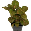 image:imageFittonia verschaffeltii Red  Nerve Plant