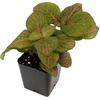 image:imageFittonia verschaffeltii Red  Nerve Plant