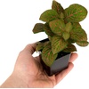 image:imageFittonia verschaffeltii Red  Nerve Plant