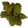 image:imageFittonia verschaffeltii Red  Nerve Plant