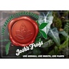 image:imageJoshs Frogs Alocasia cuprea Red Secret