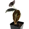 image:imageJoshs Frogs Alocasia cuprea Red Secret