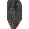 image:imageJoshs Frogs Alocasia cuprea Red Secret