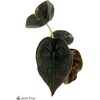 image:imageJoshs Frogs Alocasia cuprea Red Secret