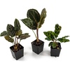 image:imageJoshs Frogs Calathea Growers Choice Natural 1 CountNatural