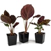 image:imageJoshs Frogs Calathea Growers Choice Natural 1 CountNatural