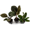 image:imageJoshs Frogs Calathea Growers Choice Natural 1 CountNatural