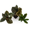 image:imageJoshs Frogs Calathea Growers Choice Natural 1 CountNatural