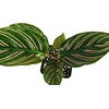 image:imageJoshs Frogs Calathea Prayer Plants RattlesnakePinstripe
