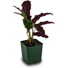 image:imageJoshs Frogs Calathea Prayer Plants RattlesnakeRattlesnake
