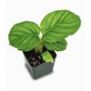 image:imageJoshs Frogs Calathea Prayer Plants Rattlesnakeorbifolia