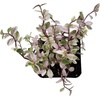 image:imageJoshs Frogs Callisia Repens Pink Panther