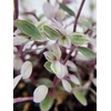 image:imageJoshs Frogs Callisia Repens Pink Panther