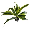 image:imageJoshs Frogs Dracaena Corn Plant  Growers Choice 4 Pot2 Pot
