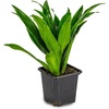 image:imageJoshs Frogs Dracaena Corn Plant  Growers Choice 4 Pot2 Pot