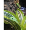 image:imageJoshs Frogs Dracaena Corn Plant  Growers Choice 4 Pot2 Pot