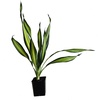 image:imageJoshs Frogs Dracaena Corn Plant  Growers Choice 4 Pot2 Pot