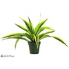 image:imageJoshs Frogs Dracaena Corn Plant  Growers Choice 4 Pot4 Pot
