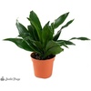 image:imageJoshs Frogs Dracaena Corn Plant  Growers Choice 4 Pot4 Pot