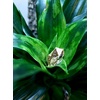 image:imageJoshs Frogs Dracaena Corn Plant  Growers Choice 4 Pot4 Pot
