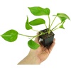 image:imageJoshs Frogs Epipremnum aureum Pothos N JoyJade