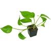 image:imageJoshs Frogs Epipremnum aureum Pothos N JoyJade
