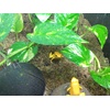 image:imageJoshs Frogs Epipremnum aureum Pothos N JoyMarble Queen