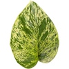 image:imageJoshs Frogs Epipremnum aureum Pothos N JoyMarble Queen