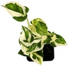 image:imageJoshs Frogs Epipremnum aureum Pothos N JoyN Joy
