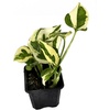 image:imageJoshs Frogs Epipremnum aureum Pothos N JoyN Joy
