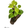 image:imageJoshs Frogs Epipremnum aureum Pothos N JoyNeon