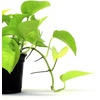 image:imageJoshs Frogs Epipremnum aureum Pothos N JoyNeon