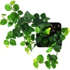 image:imageJoshs Frogs Ficus pumila Creeping Fig