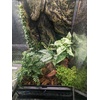 image:imageJoshs Frogs Ficus pumila Variegata Creeping Fig