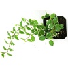image:imageJoshs Frogs Ficus pumila Variegata Creeping Fig