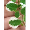 image:imageJoshs Frogs Ficus pumila Variegata Creeping Fig
