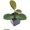 image:imageJoshs Frogs Hoya  Wax Plant SweetheartCommon Waxflower