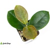 image:imageJoshs Frogs Hoya  Wax Plant SweetheartCommon Waxflower