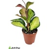image:imageJoshs Frogs Hoya  Wax Plant SweetheartGrowers Choice